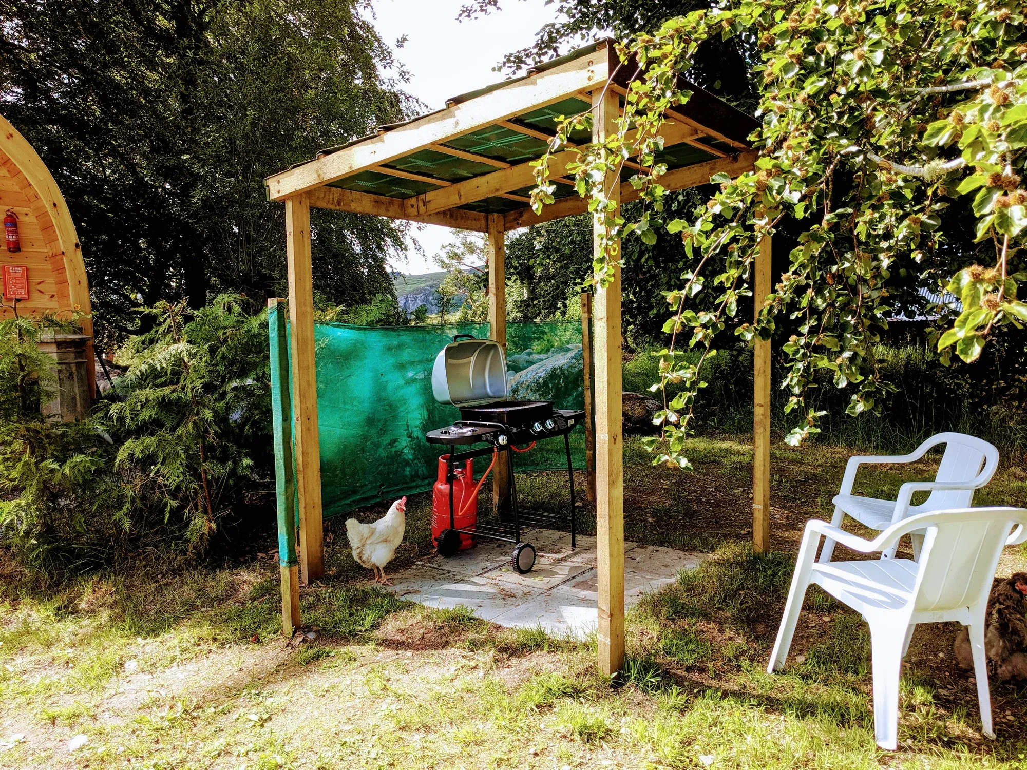 Cosy Coorie Pod's covered gas BBQ under its pergola — one of the hens wandering through, the pod's arched wall just visible on the left