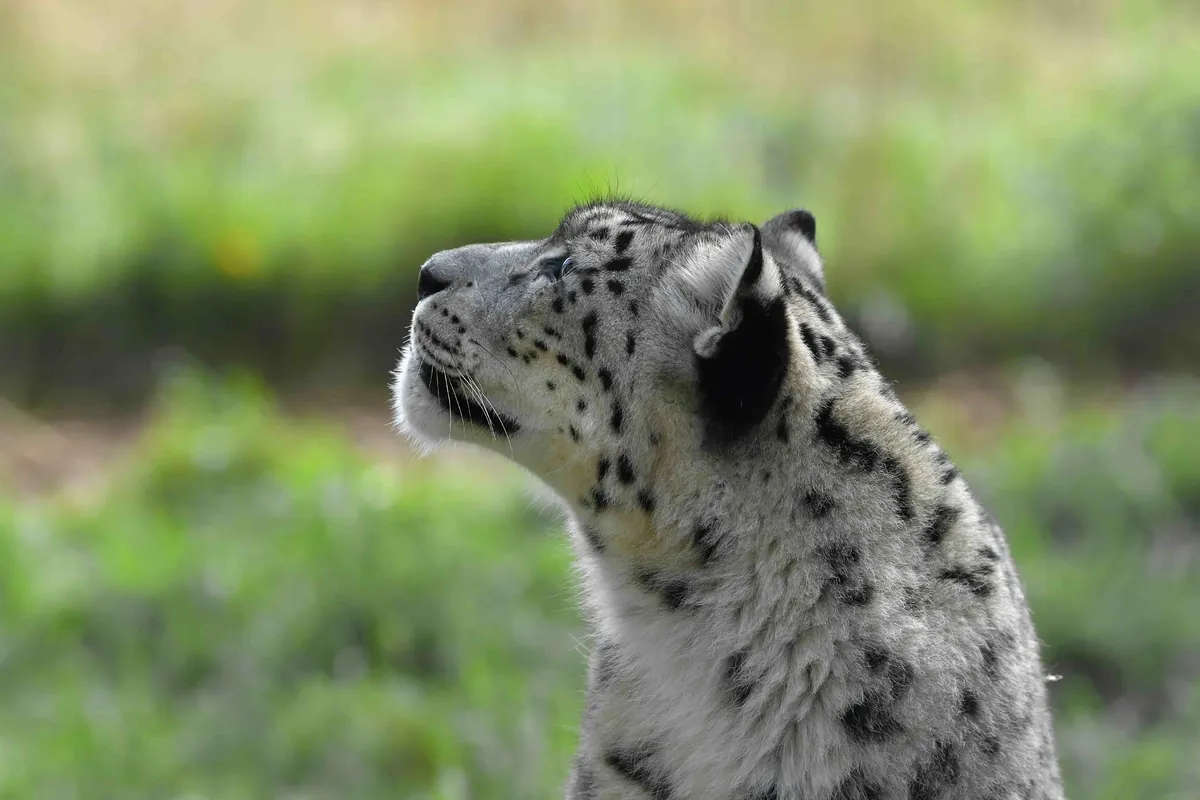 Snow leopard at the Highland Wildlife Park