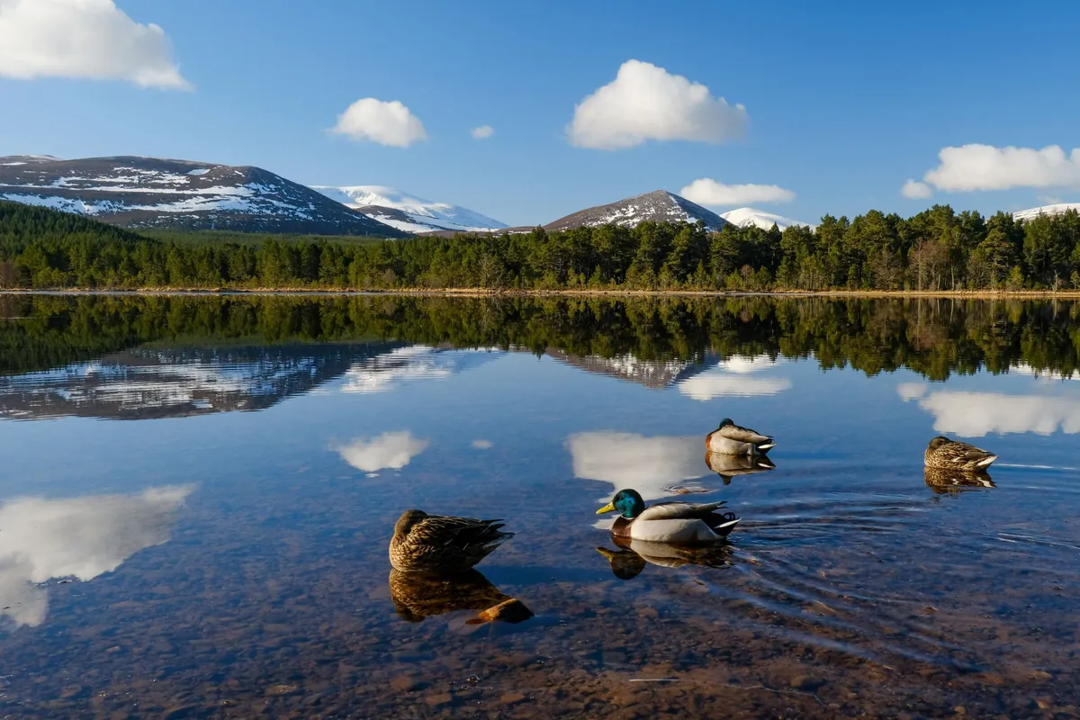 Loch Morlich with its sandy beach and Caledonian pine forest
