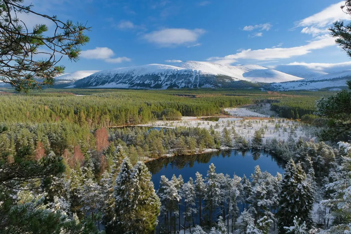 One of the hidden lochans at Uath Lochans, framed by Scots pine